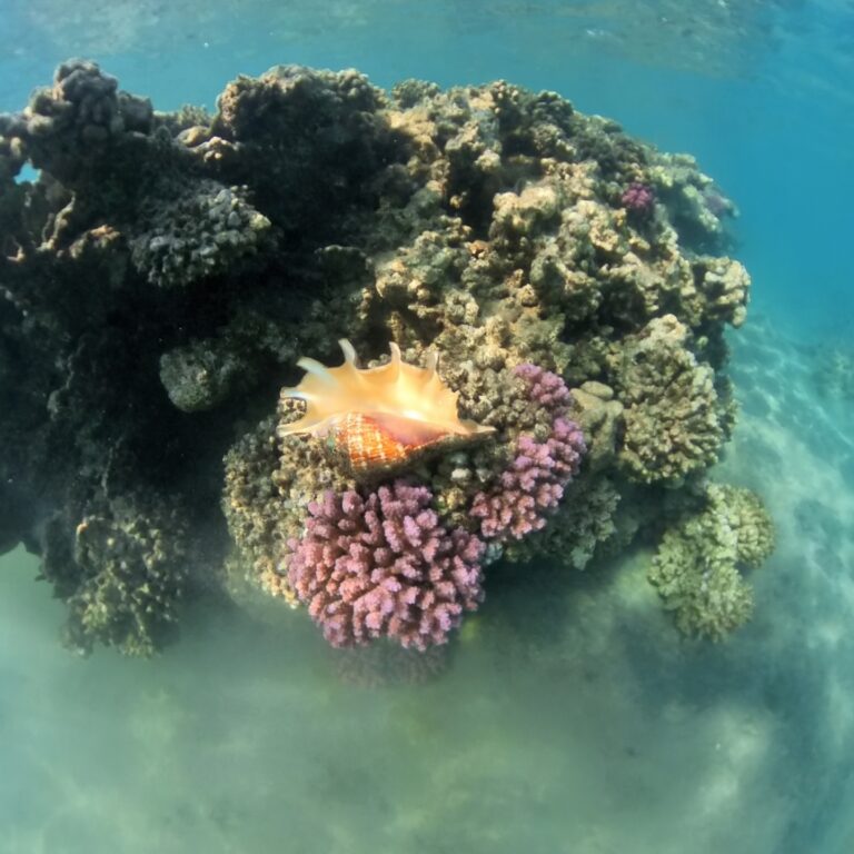 Mörderschnecke im Riff